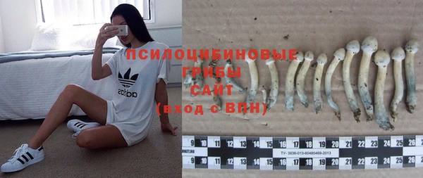 PSILOCYBIN Медвежьегорск