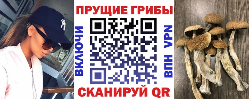 Псилоцибиновые грибы мицелий  МЕГА зеркало  дарк нет наркотические препараты  Чекалин 